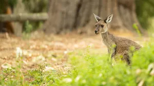 Pinnacles, Yanchep & Swan Valley